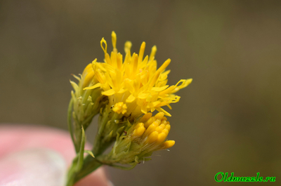 Солонечник льновидный