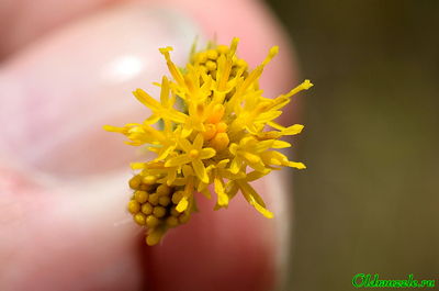 Солонечник льновидный