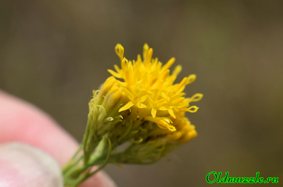 Солонечник льновидный