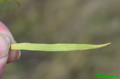 Солонечник русский