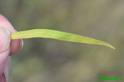Солонечник русский