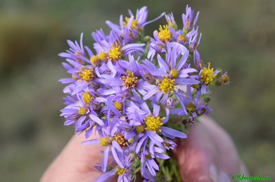 Солонечник русский