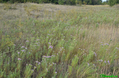 Солонечник русский