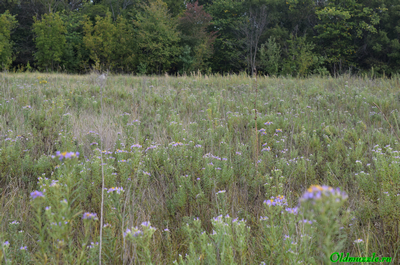 Солонечник русский
