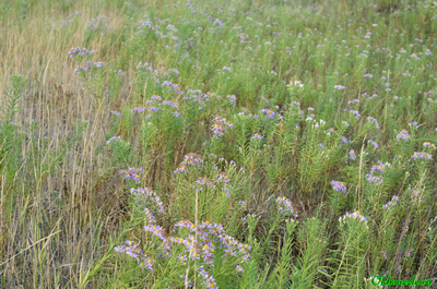 Солонечник русский