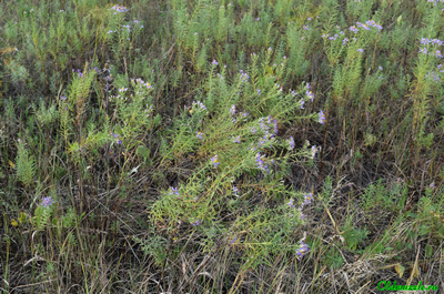 Солонечник русский