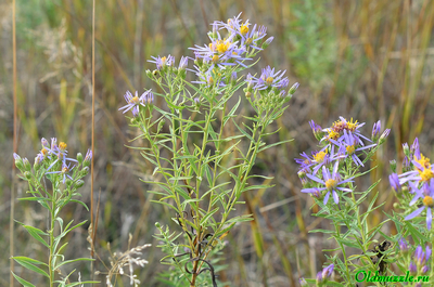 Солонечник русский