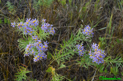 Солонечник русский