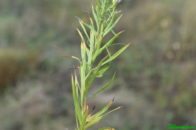 Солонечник русский