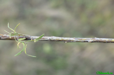 Солонечник русский