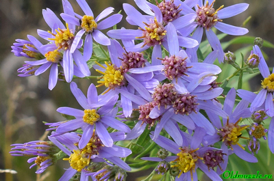 Солонечник русский