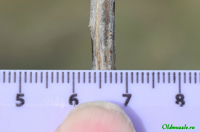 Солонечник русский