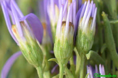 Солонечник русский