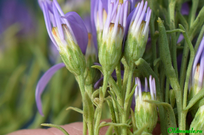 Солонечник русский