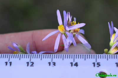 Солонечник русский