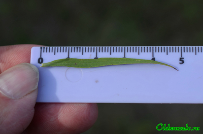 Солонечник русский