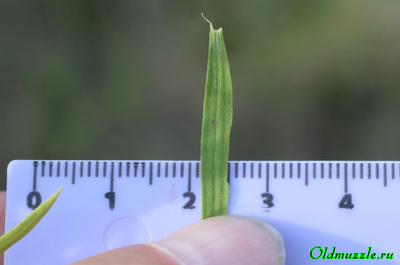 Солонечник русский