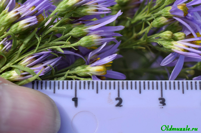 Солонечник русский