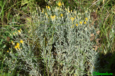 Солонечник мохнатый