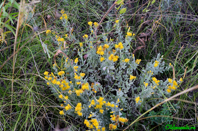 Солонечник мохнатый