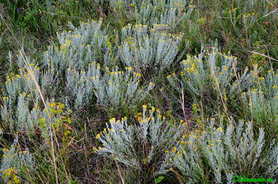 Солонечник мохнатый