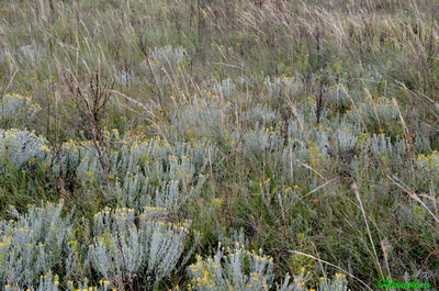 Солонечник мохнатый