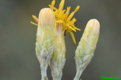 Солонечник мохнатый