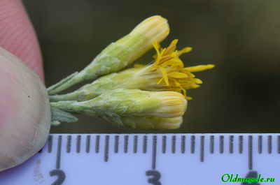 Солонечник мохнатый