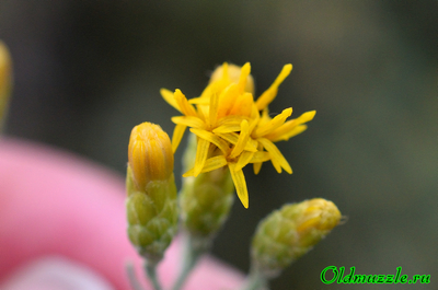 Солонечник мохнатый