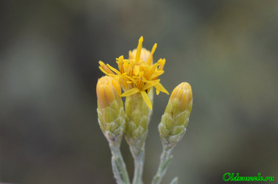 Солонечник мохнатый