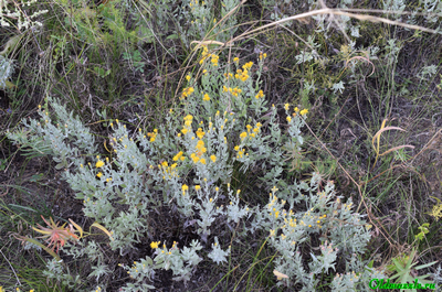 Солонечник мохнатый