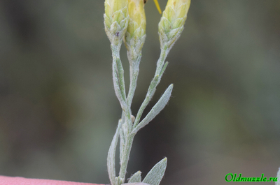 Солонечник мохнатый