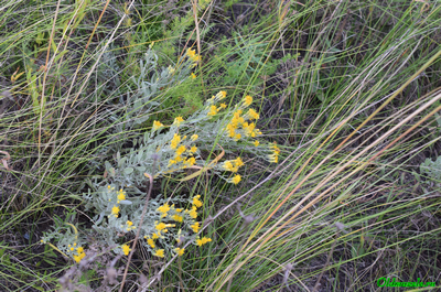 Солонечник мохнатый