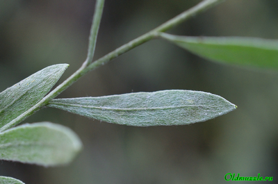 Солонечник мохнатый