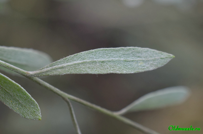 Солонечник мохнатый