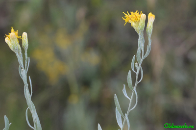 Солонечник мохнатый