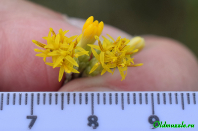 Солонечник мохнатый