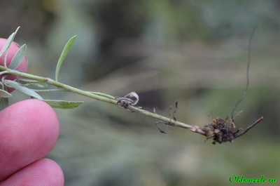 Солонечник мохнатый