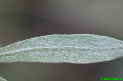 Солонечник мохнатый