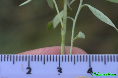 Солонечник мохнатый