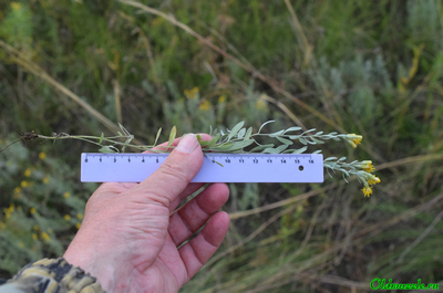 Солонечник мохнатый