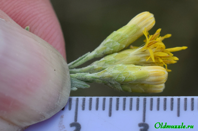 Солонечник мохнатый