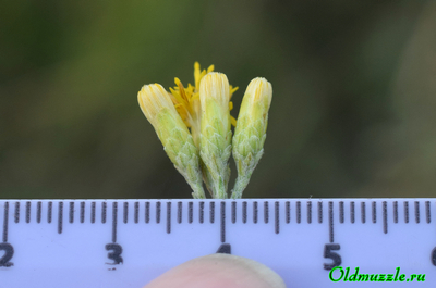 Солонечник мохнатый