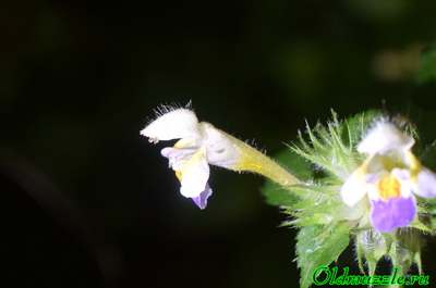 Пикульник красивый