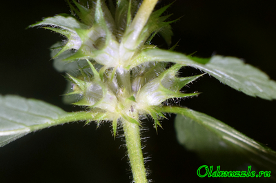 Пикульник красивый