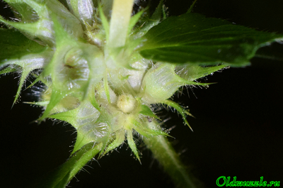 Пикульник красивый