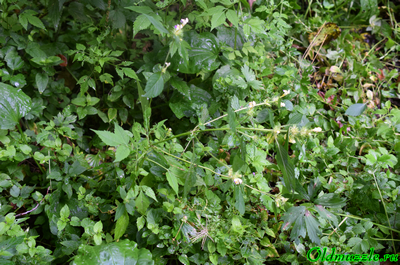 Пикульник красивый