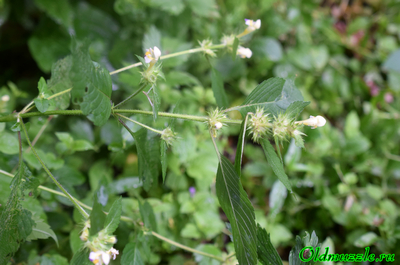 Пикульник красивый