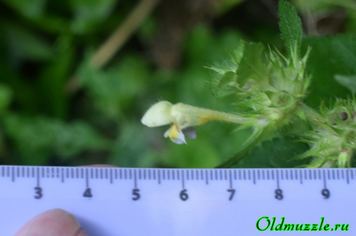 Пикульник красивый