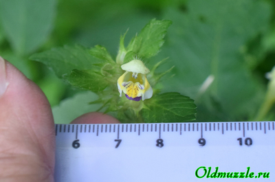 Пикульник красивый